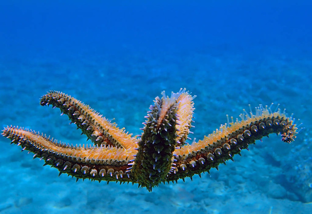 Mediterranean rock sea star - Coscinasterias tenuispina - Photo, Image