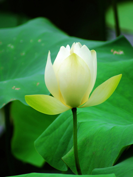 Lotus - Foto, Imagen
