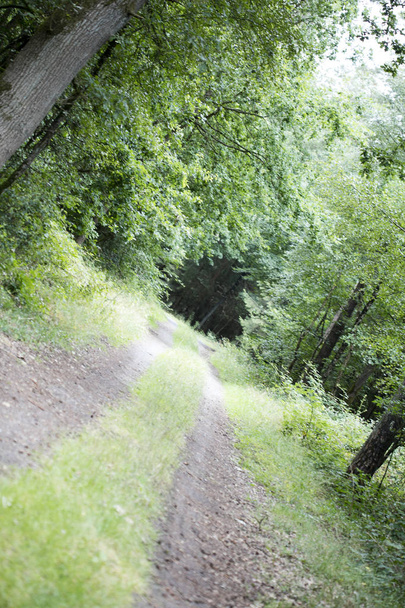 Walking on german forest endless wild road trippy day background fine art in high quality prints - Фото, зображення