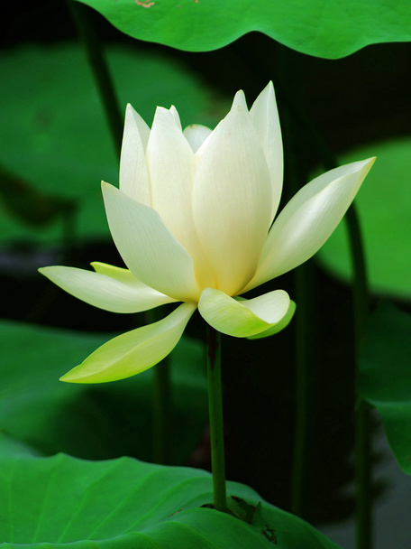 Lotus - Photo, Image