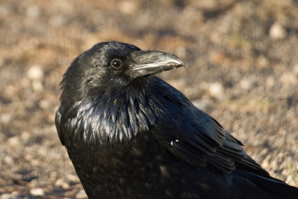 Eye of the Raven - Photo, Image