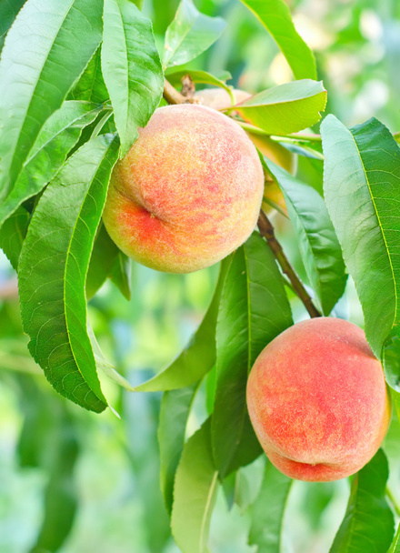 Peach on tree - Фото, изображение