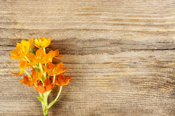 A bright orange ornithogalum (bird milk) flower isolated on wood - Fotó, kép