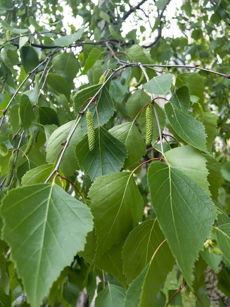 Birch branch with green leaves. Studio Photo - Фото, изображение