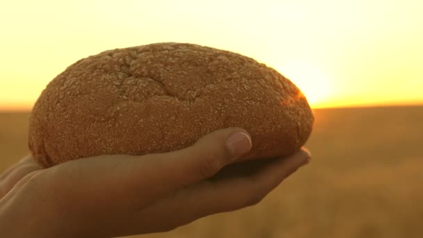 буханка хлеба в руках девушки над пшеничным полем в лучах заката. вкусный хлеб на ладонях. Свежий ржаной хлеб над зрелыми ушами с зерном. Концепция сельского хозяйства пекарные изделия
 - Кадры, видео