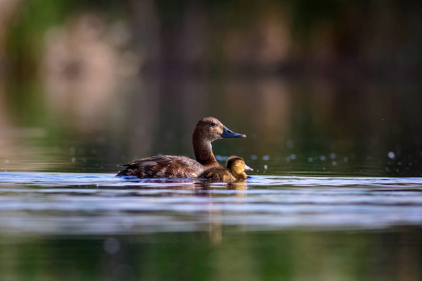 Úszás anya kacsa és kiskacsát. Zöld sárga víz háttere. Közönséges réce. - Fotó, kép