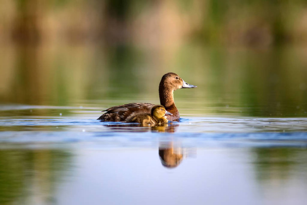 Yüzen anne ördek ve ördek yavrusu. Yeşil sarı su arka planı. Ortak Pochard. - Fotoğraf, Görsel