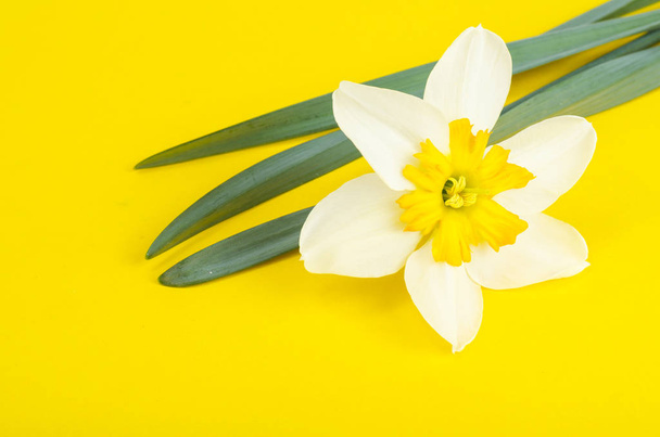 Narcissus bloem met wit en gele bloemblaadjes. - Foto, afbeelding