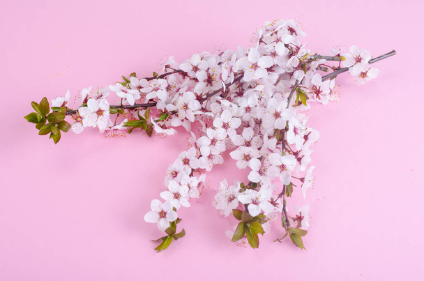 Branch with delicate white and pink flowers - Foto, immagini