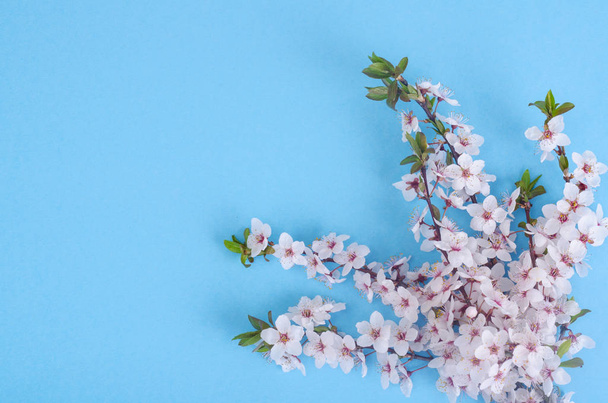 繊細な白とピンクの花の枝 - 写真・画像