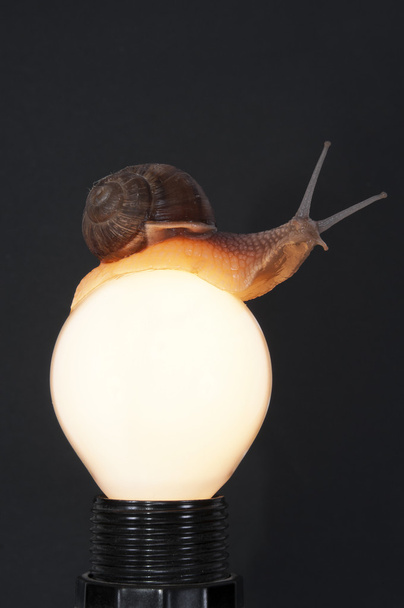 Escargot sur la lampe regardant
 - Photo, image