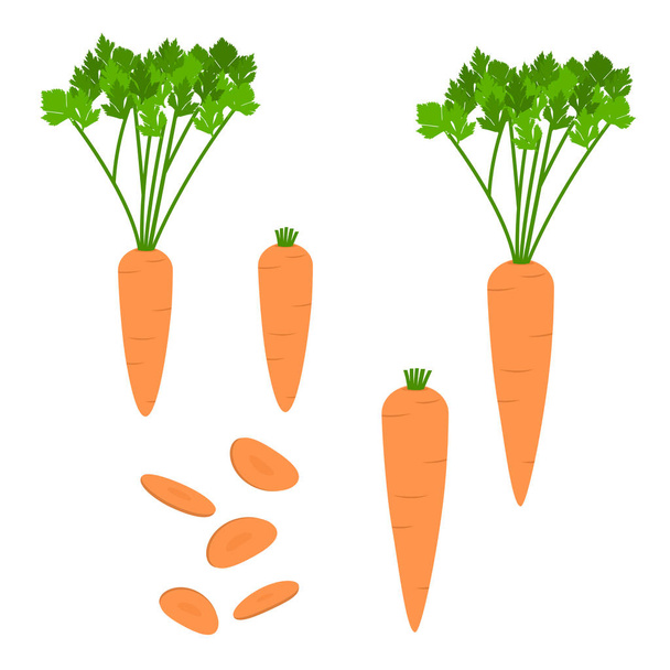 Due carote di dimensioni diverse con foglie. Due carote con foglie tritate. E carota affettata. Sfondo bianco. Isolato
. - Vettoriali, immagini