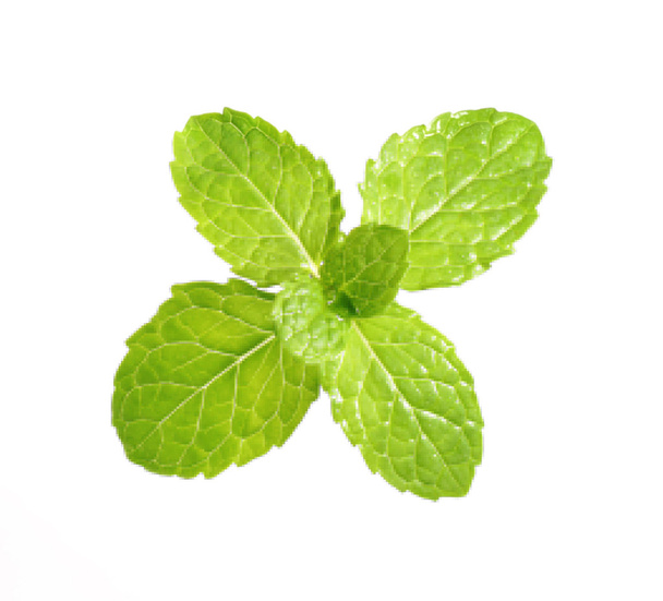 Peppermint leaf - Photo, Image