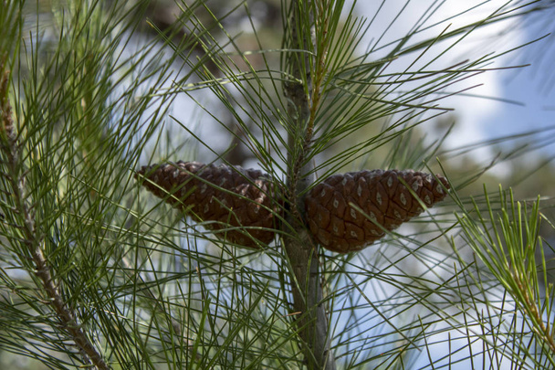 Pinus ağacı cinsinin conus'u. iki parça. Close - Fotoğraf, Görsel