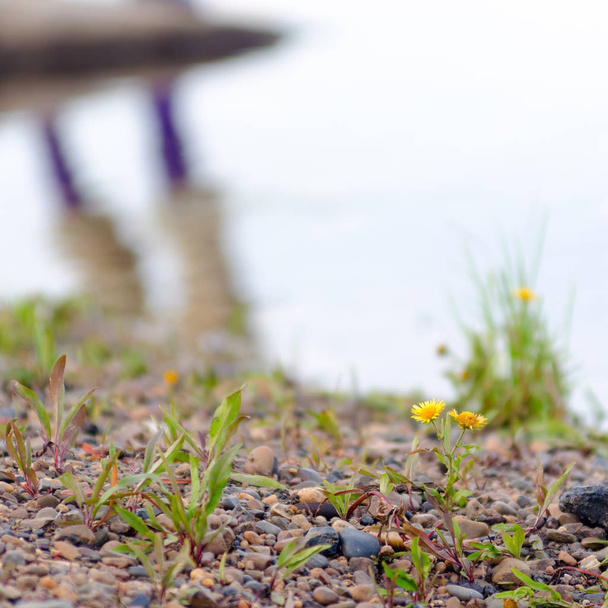 Flores amarillas de doronicum crecen en la orilla de piedra contra el reflejo de los pies de un pescador en botas en los ríos
. - Foto, Imagen