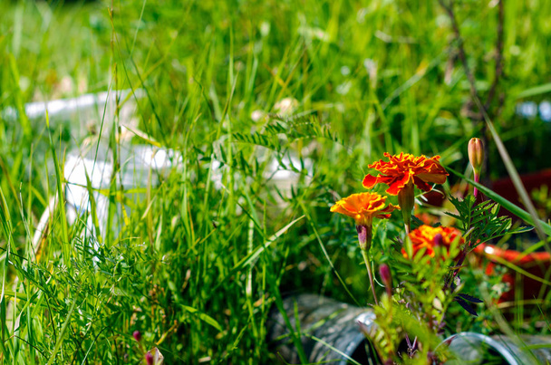 Fleurs orange vif soucis poussent sauvagement dans l'herbe parmi les boîtes de jardin en été
. - Photo, image