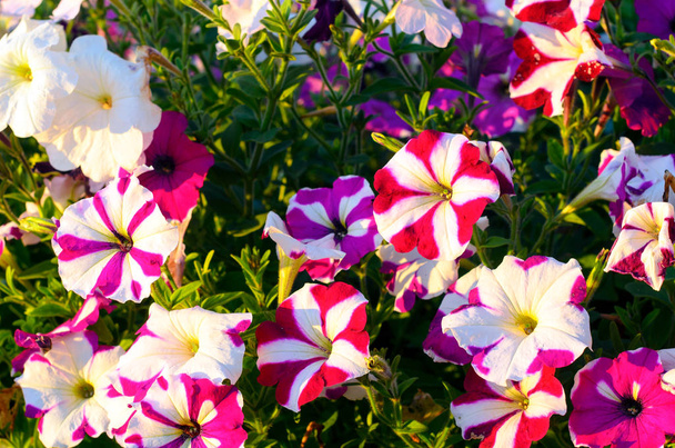 Brillantes flores de Petunia de dos colores lila-blanco crecen exuberantemente en la hierba verde en el sol poniente
. - Foto, imagen