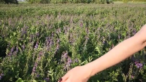 Woman's hand touching purple flowers in beautiful field at golden sunset - Video