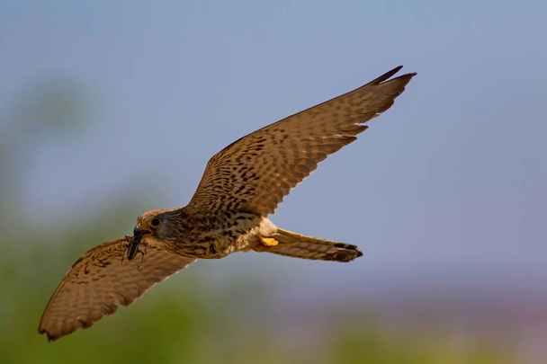 Flying falcon with its hunt. Bird: Lesser Kestrel. Falco naumanni. Blue sky background. - Photo, Image
