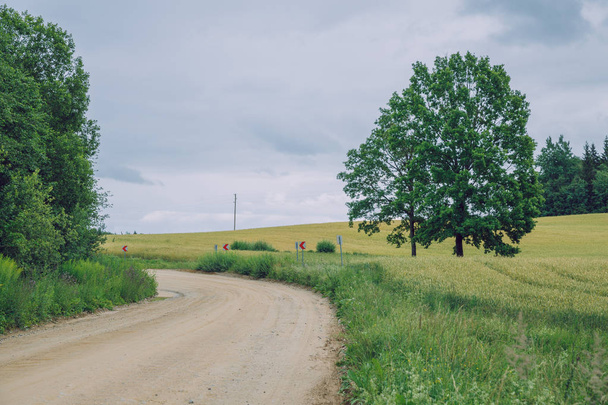 Město Cesis, Lotyšská republika. Obilné pole se stromy na silnici - Fotografie, Obrázek