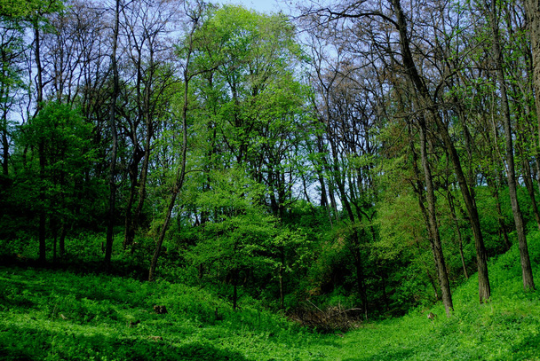 Glade of green forest in Eastern Europe - Photo, Image