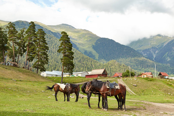 Cavalli pascolano sullo sfondo di belle alte montagne
 - Foto, immagini