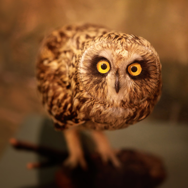 Stuffed owl - Foto, afbeelding