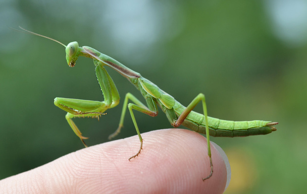 Insecte Mantis
 - Photo, image