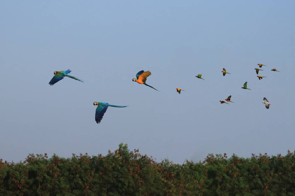 Macaw Parrot johtaa joukkuetta lentämään kauniisti ryhmissä
. - Valokuva, kuva