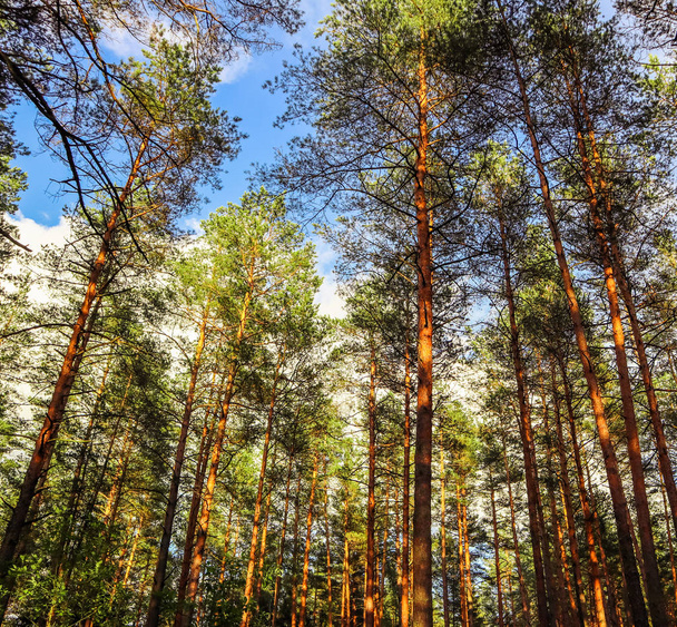 Hoge stammen van dennenbomen op een achtergrond van blauwe lucht in de voor - Foto, afbeelding