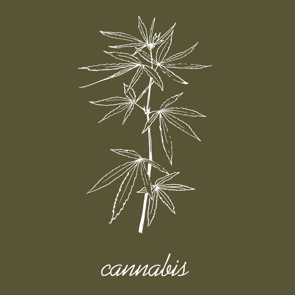 Cannabis leaves and stem sketch vector pattern. Go green and use eco cannabis material. Ecological hand drawn illustration of eco plant. - Vector, imagen