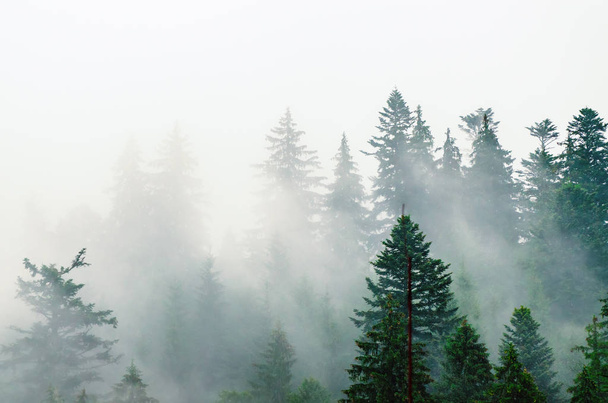 Misty mountain landscape - Fotografie, Obrázek
