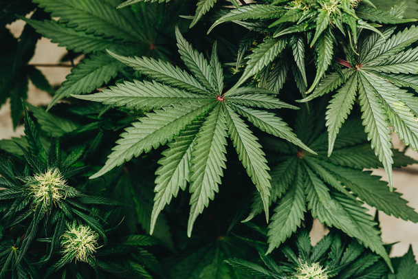cannabis plant marijuana, weed leaf background hemp  - Foto, immagini
