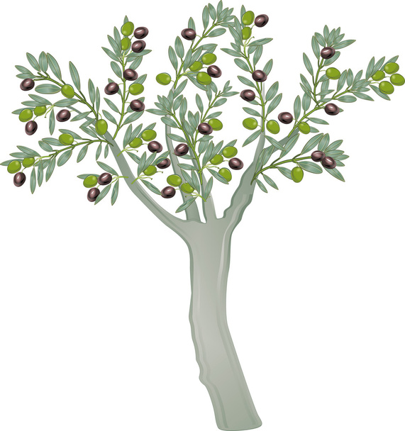 Olivenbaum - Vektor, obrázek