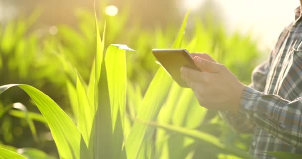 Κοντινό-up: γεωπόνος μηχανικός χεριών με ένα tablet υπολογιστή επιθεωρούν τα φυτά στα χωράφια σε ένα σύγχρονο αγρόκτημα στο ηλιοβασίλεμα. - Πλάνα, βίντεο