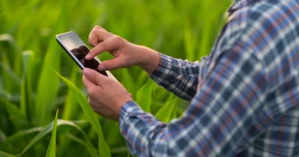 Primer plano de la llamarada de la lente: agricultores Manos sosteniendo la tableta y tocando e inspeccionando las hojas en el campo de maíz al atardecer
 - Imágenes, Vídeo
