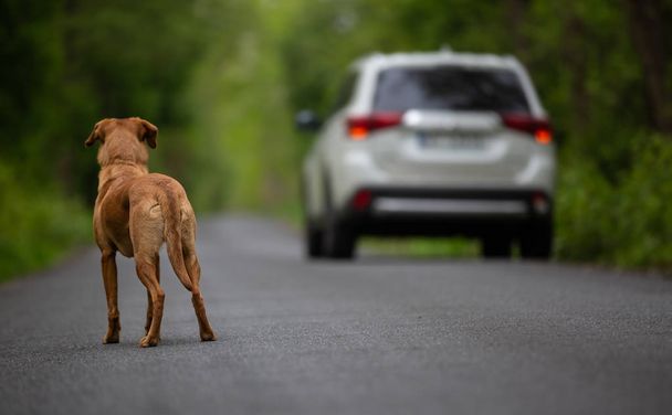 Un perro abandonado en la calle mirando a un coche que se va
 - Foto, imagen