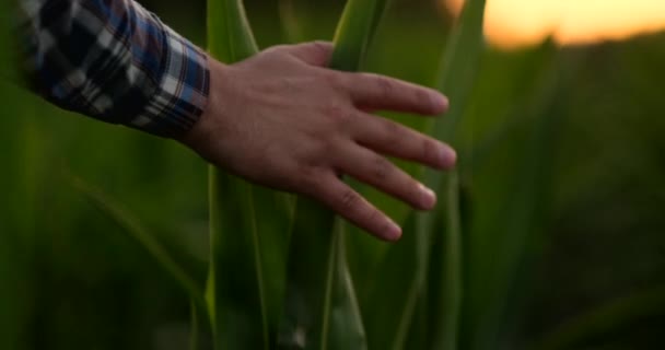 Közelről férfi kéz megható a levél. Senior mezőgazdasági termelő, aki egy laptop a kukorica területén vegyék át az irányítást a hozam. - Felvétel, videó