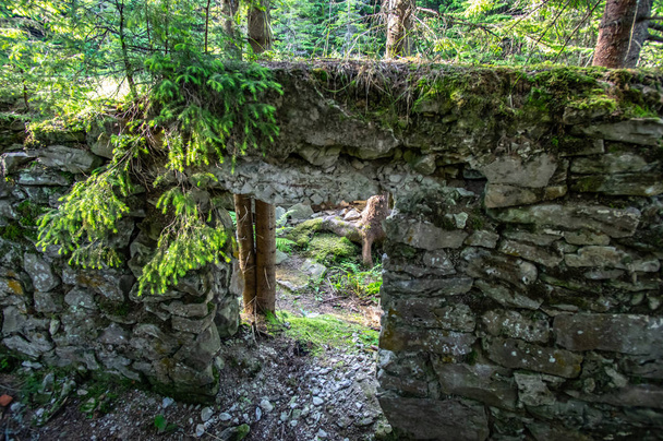 Залишки старих зруйнованих будівель у лісі
 - Фото, зображення