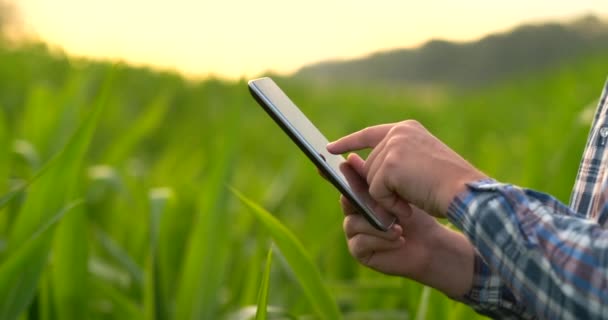 Πίσω όψη: ένας σύγχρονος αγρότης με έναν υπολογιστή tablet στα χέρια του αγγίζοντας τα φύλλα καλαμποκιού στο πεδίο - Πλάνα, βίντεο