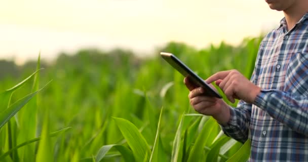 Vista laterale del piano intermedio: agricoltore maschio con tablet che ispeziona le piante sul campo e preme le dita sullo schermo del computer al rallentatore al tramonto
. - Filmati, video