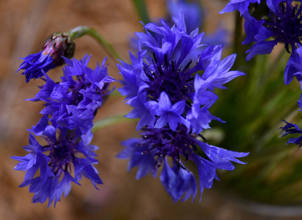 Kornblume. blaue Blume blühenden Hintergrund - Foto, Bild