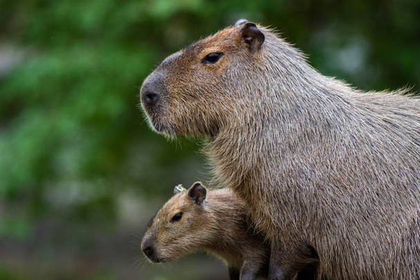 Mamífero capibara en el zoológico
 - Foto, imagen