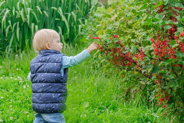 A little blonde girl in the garden is enjoying red currant berries picking them straight from the bush. - 写真・画像
