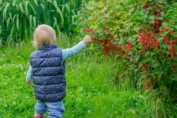A little blonde girl in the garden is enjoying red currant berries picking them straight from the bush. - 写真・画像