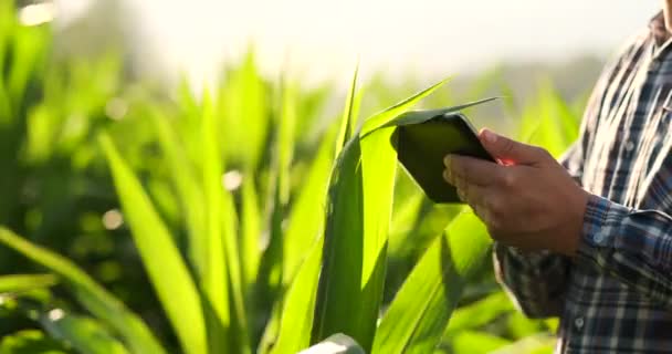 Nahaufnahme: Hände eines Agraringenieurs inspizieren mit einem Tablet-Computer Pflanzen auf den Feldern eines modernen Bauernhofes bei Sonnenuntergang. - Filmmaterial, Video