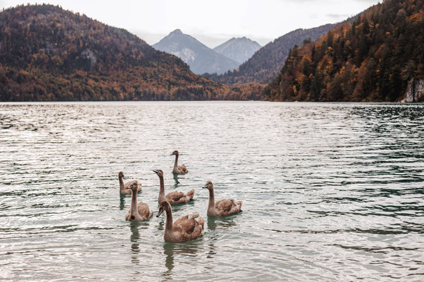 birds swimming on lake ,nature background - Photo, image