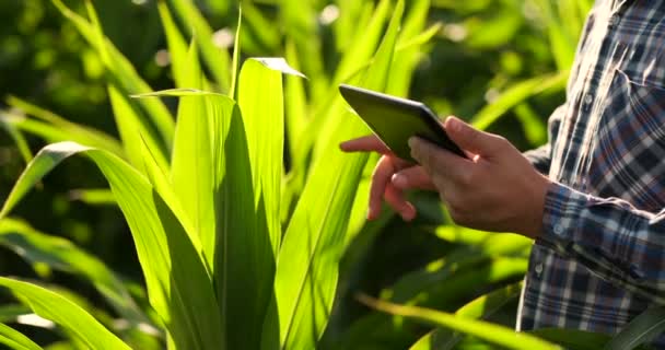 Close Up male hand touching a leaf. Senior farmer holding a laptop in a corn field taking control of the yield. - Footage, Video