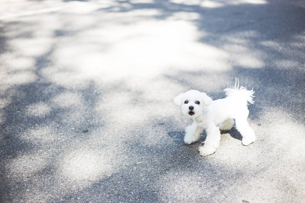 A white cute little domestic dog running on the street on the road in the park on a walk with the host gabbling on oncoming passers-by and enjoying the warm summer  - Φωτογραφία, εικόνα