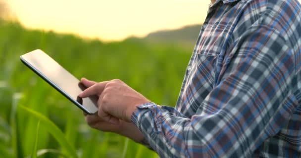 Zbliżenie obiektywu flary: rolnicy ręce trzymając tablet komputer i dotykając i kontroli liści w polu kukurydzy o zachodzie słońca - Materiał filmowy, wideo